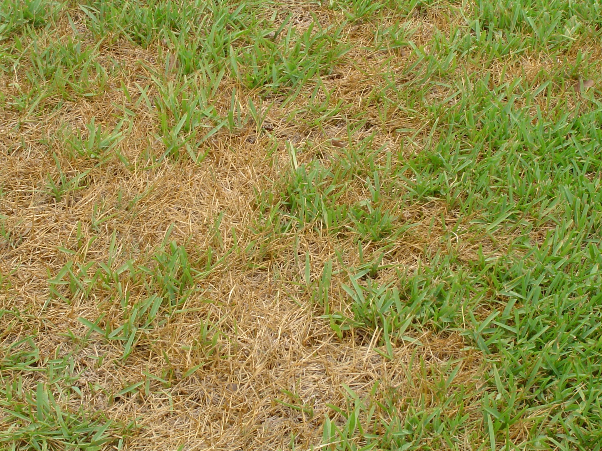 You are currently viewing How to fix brown patches in lawn
